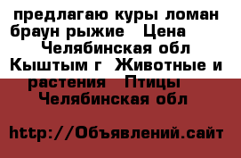 предлагаю куры ломан браун рыжие › Цена ­ 300 - Челябинская обл., Кыштым г. Животные и растения » Птицы   . Челябинская обл.